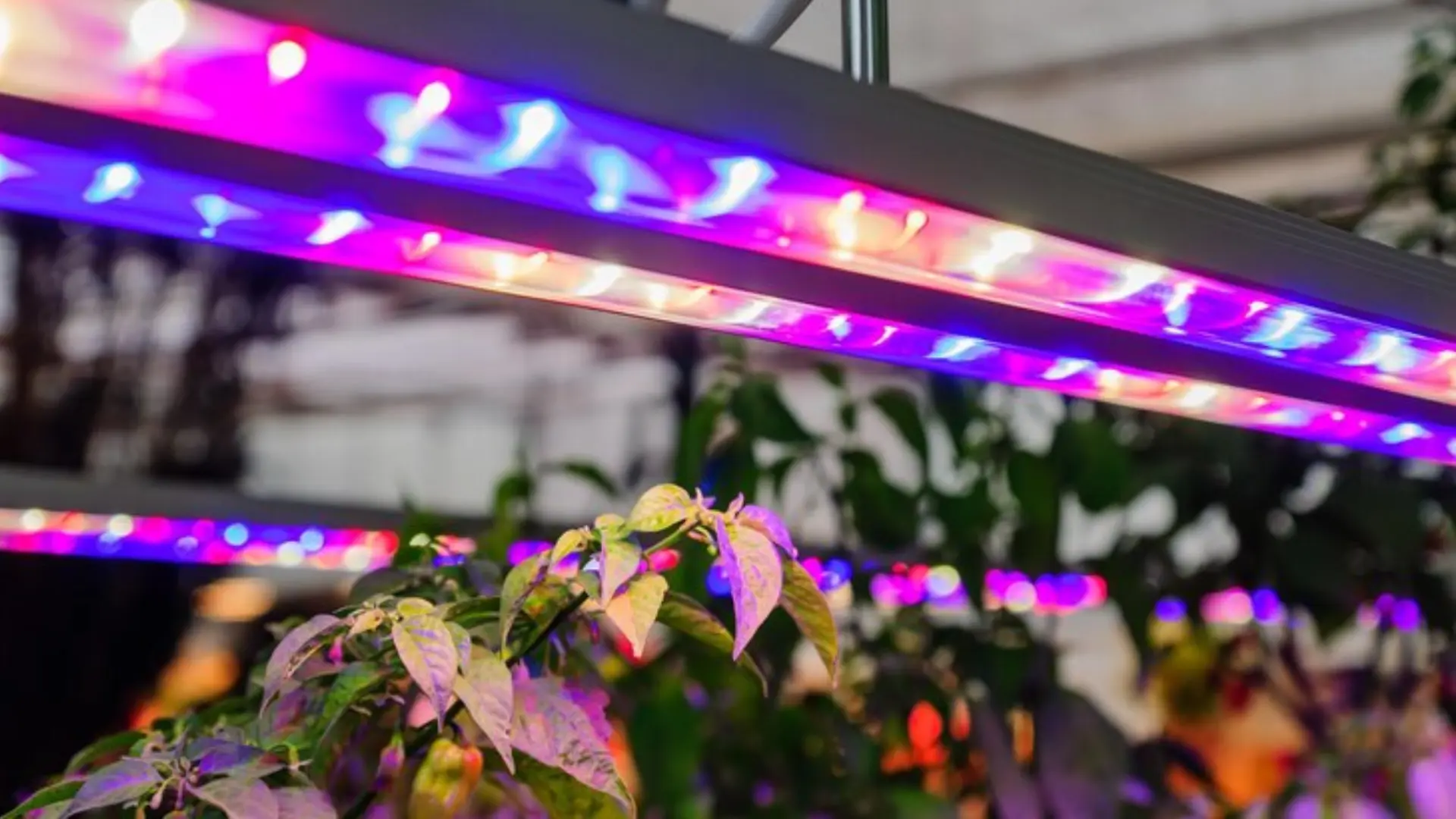 Revolutionizing Agricultural Lighting