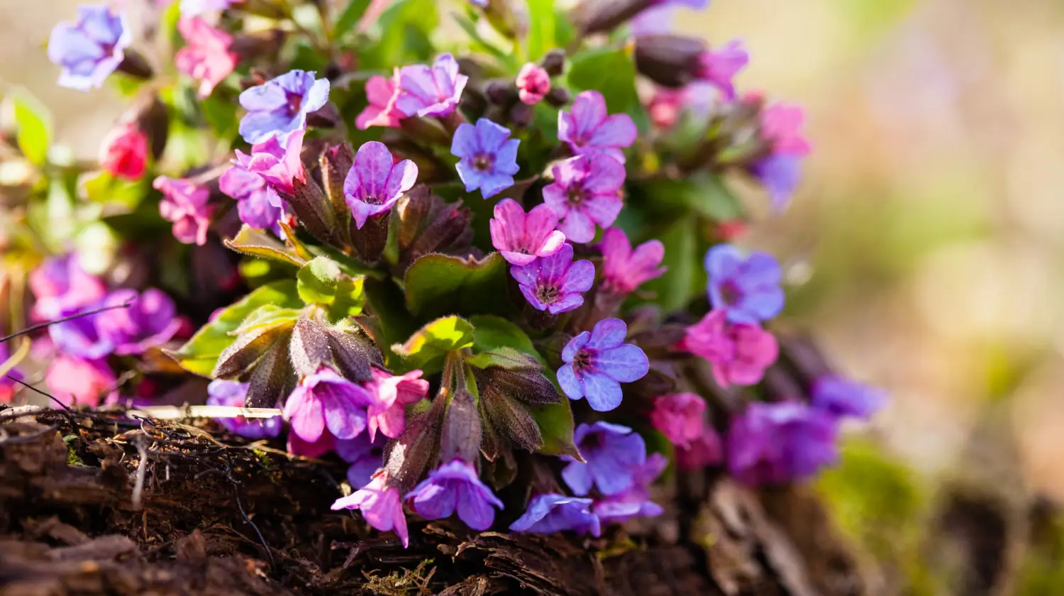 Pulmonaria (Lungwort): Early blooming perennial for shade