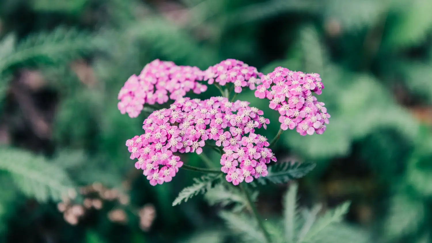 Yarrow: The drought-resistant perennial with colorful blooms