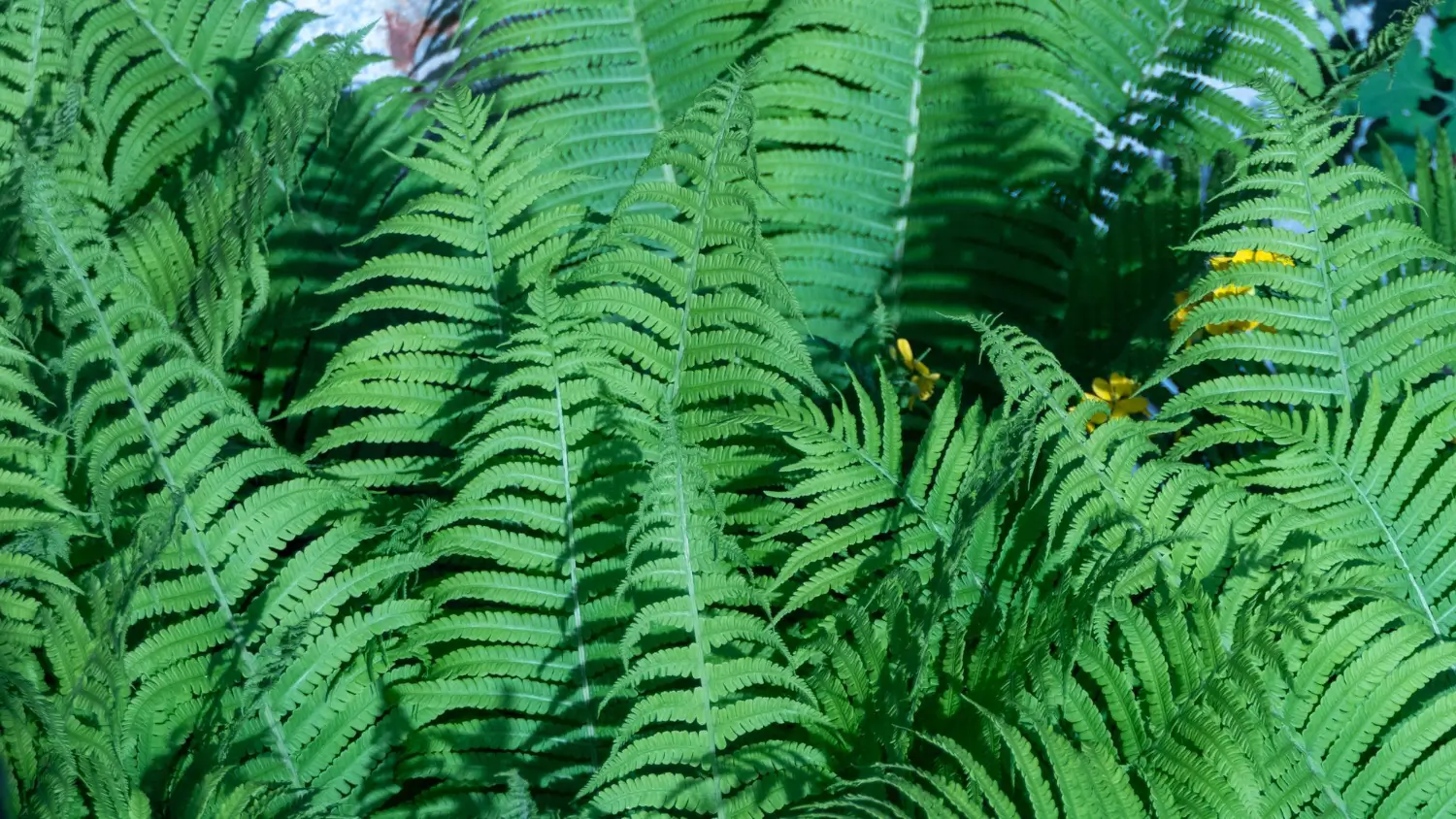 Ferns: Low-Light Gardeners' Favorite Perennials