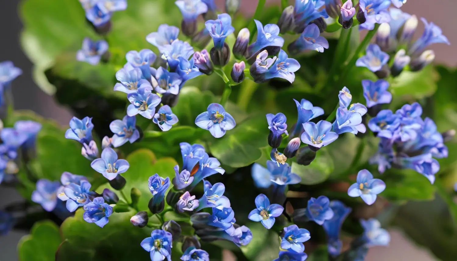 Brunnera (Siberian Bugloss): The ideal shade perennial