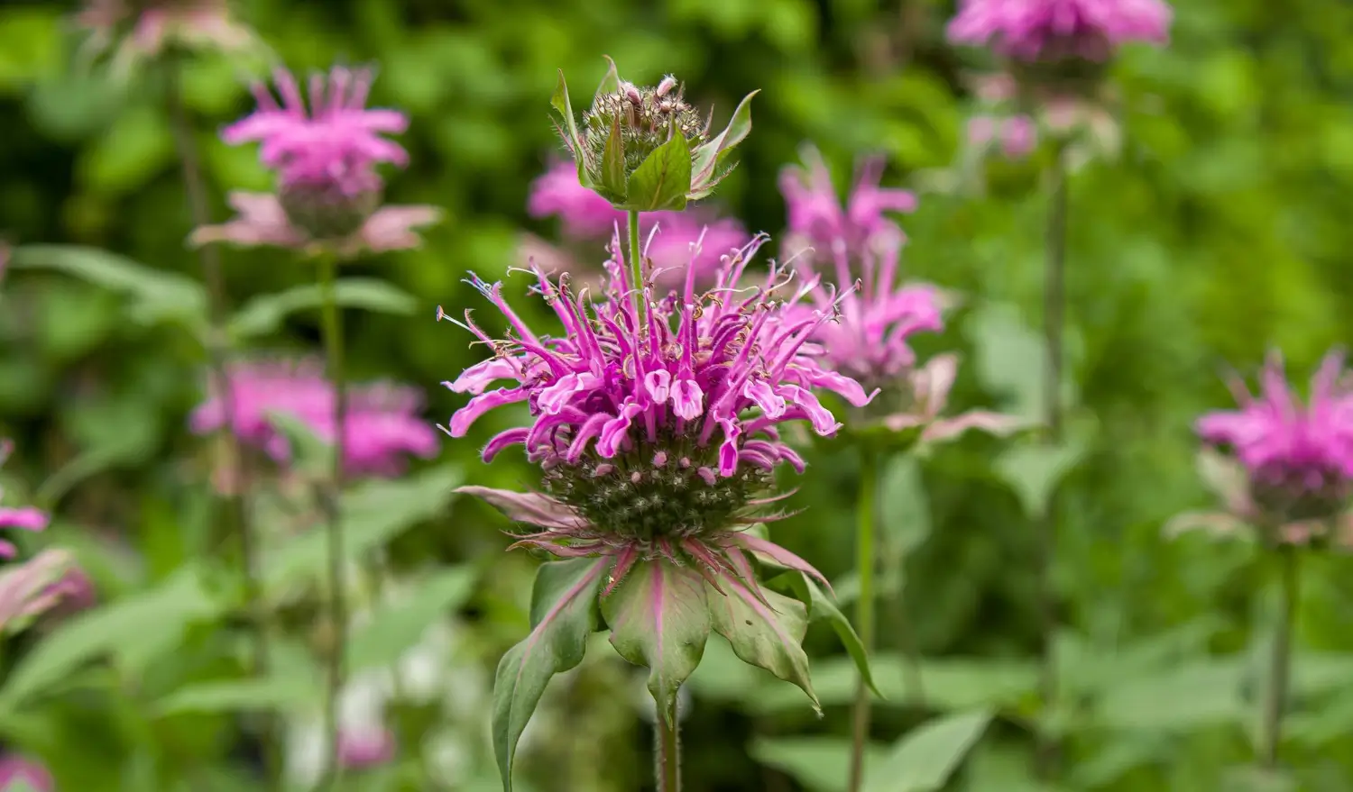 Bee Balm (Monarda): Attract pollinators to your garden