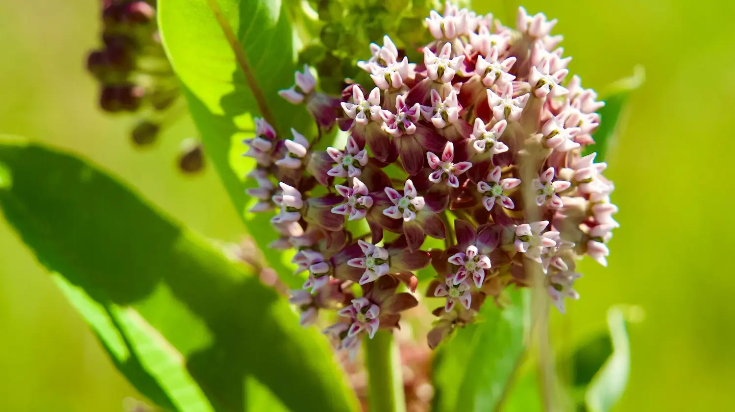 Milkweed: Essential for pollinators and wildlife