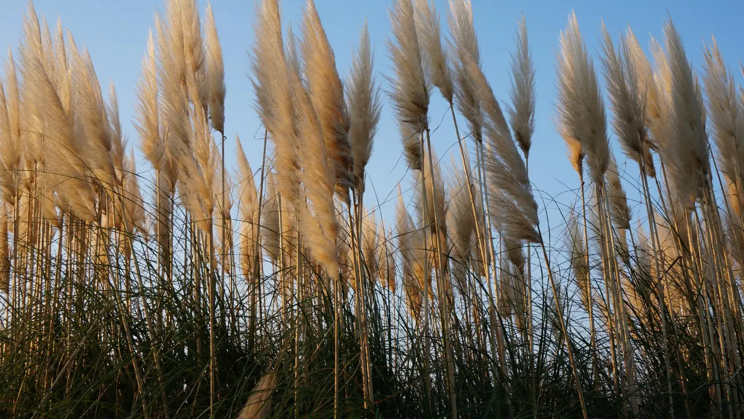 Feather reed grass (Calamagrostis): Elegant grass for your garden