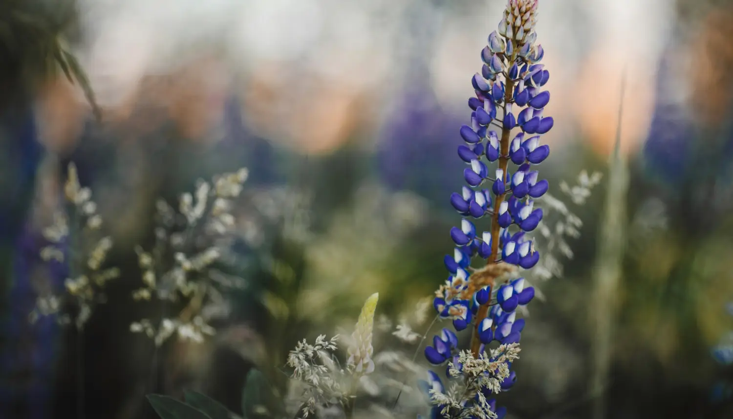 Veronica (speedwell): A low-maintenance perennial for any garden