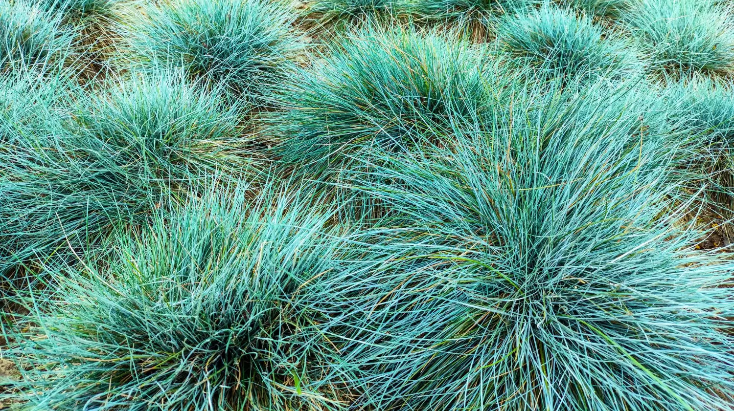 Blue fescue: A small, colorful grass for your garden