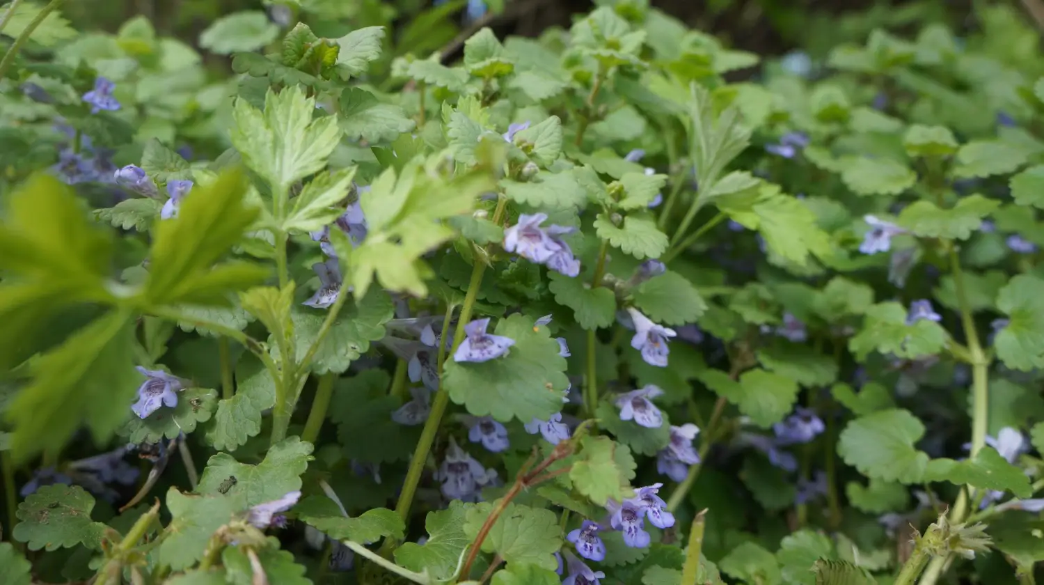 How to control Creeping Charlie: Stop this invasive weed fast