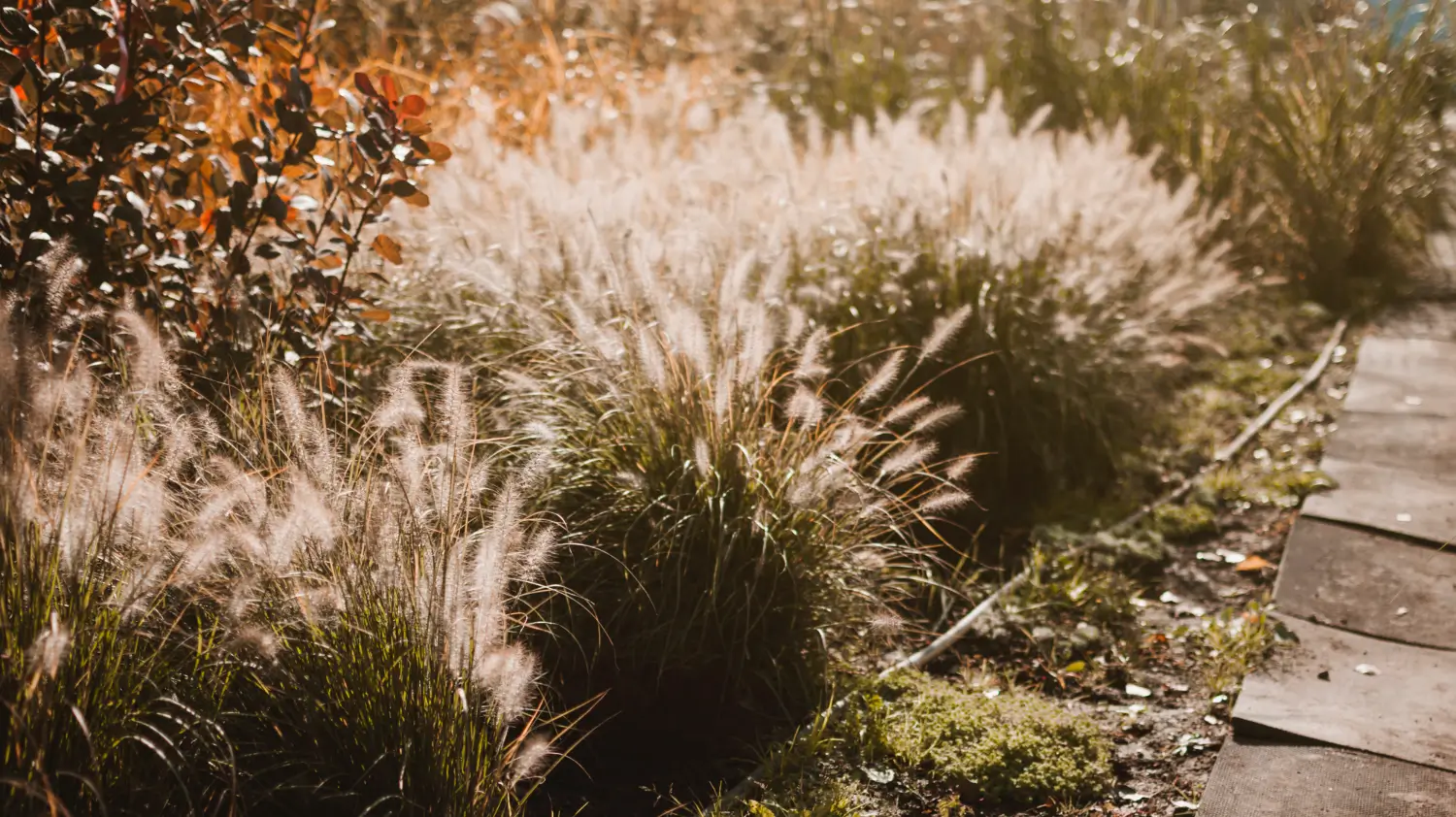 Miscanthus (Maiden Grass): Add texture and movement to your garden