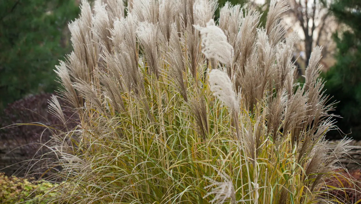 Muhly grass: Adding beauty and movement to your landscape