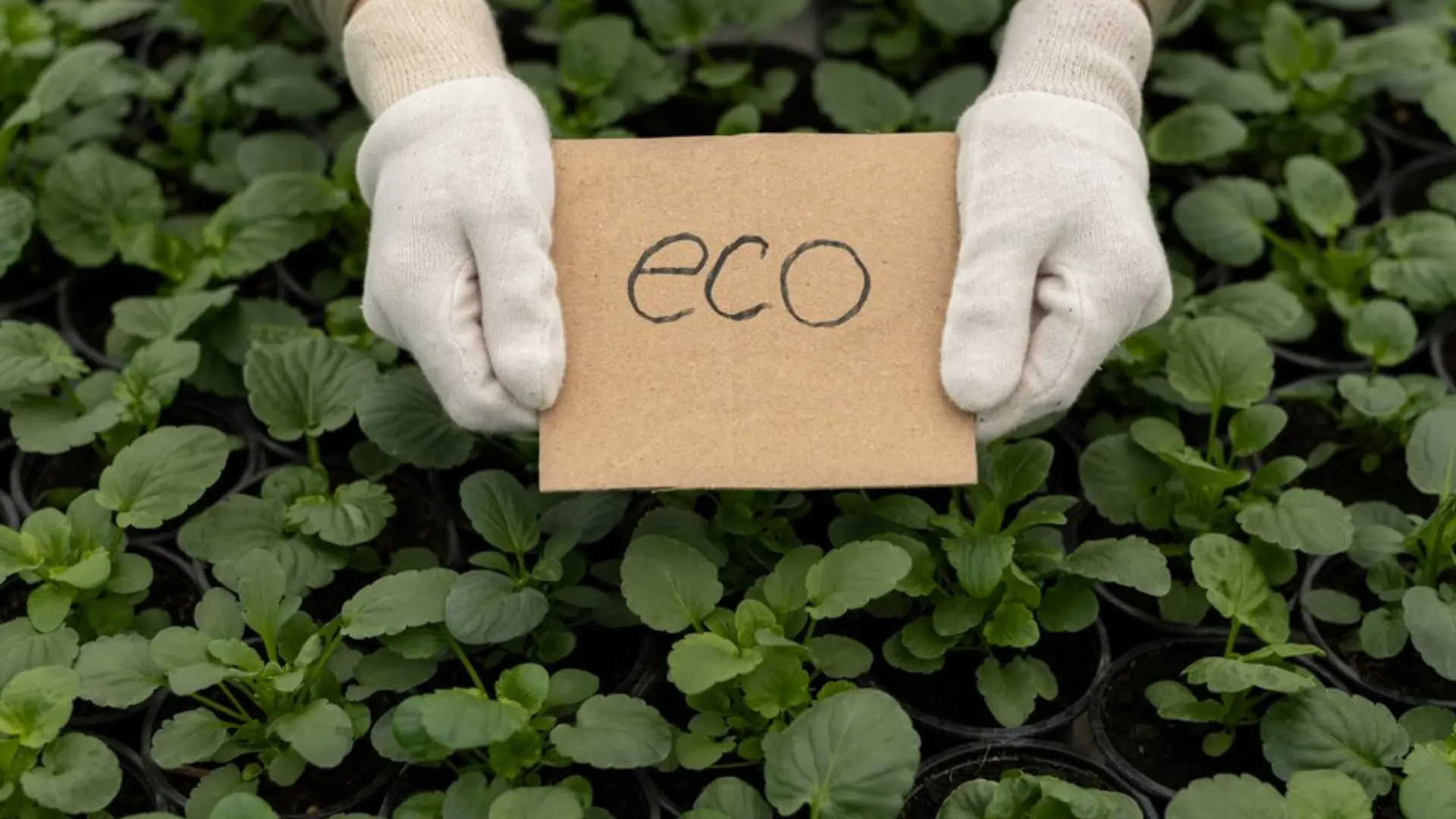 eco-friendly packaging