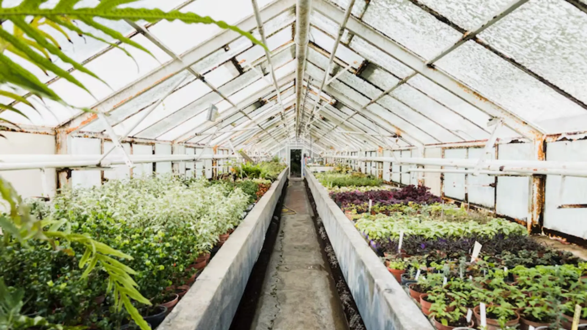 Greenhouse Cultivation Greenhouse Cultivation