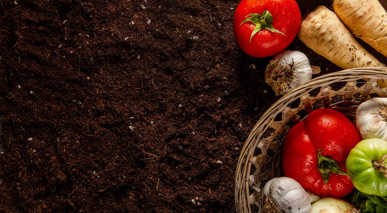 What is mushroom compost and how to use it in your garden What is mushroom compost and how to use it in your garden