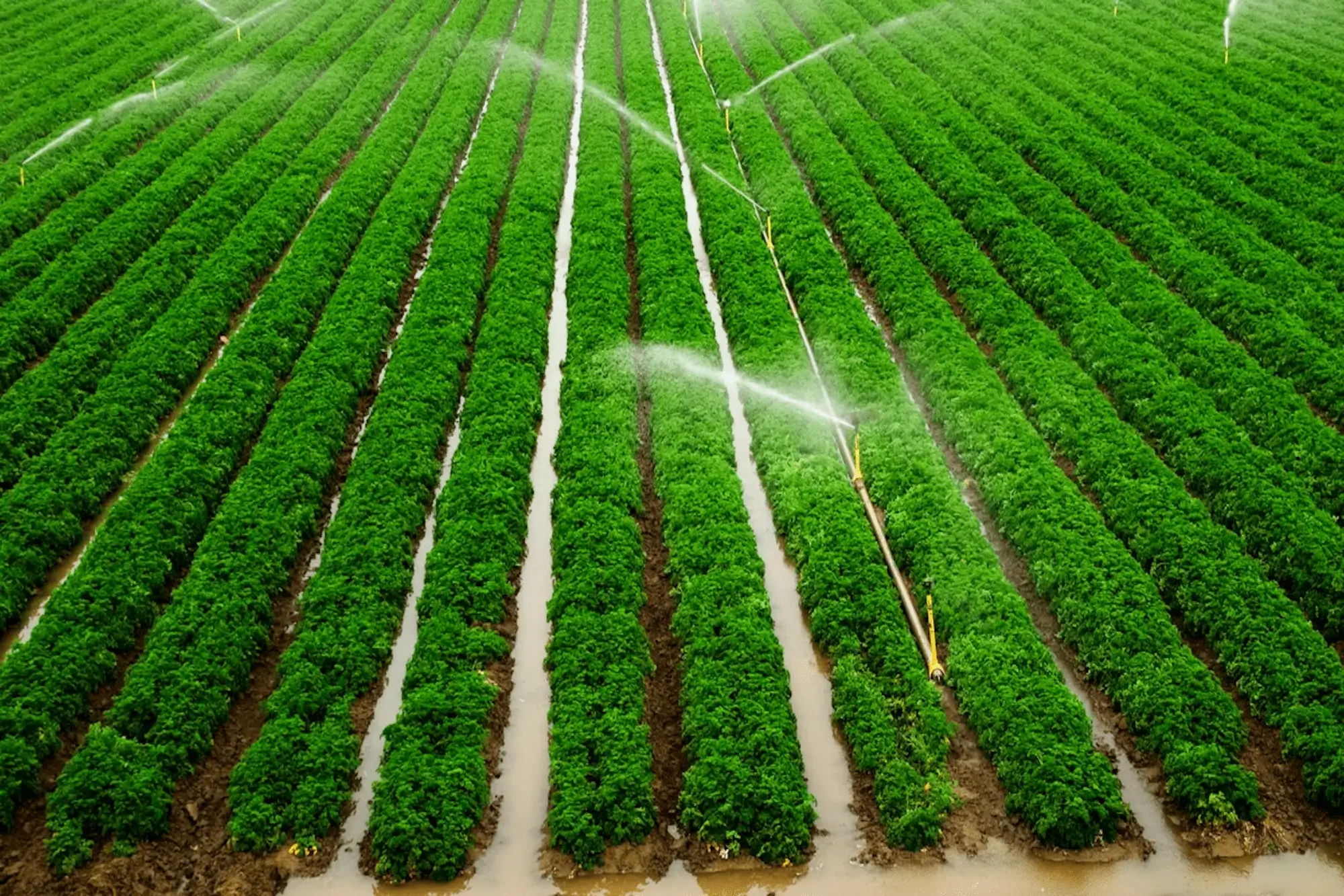 Irrigation System Design & Tips