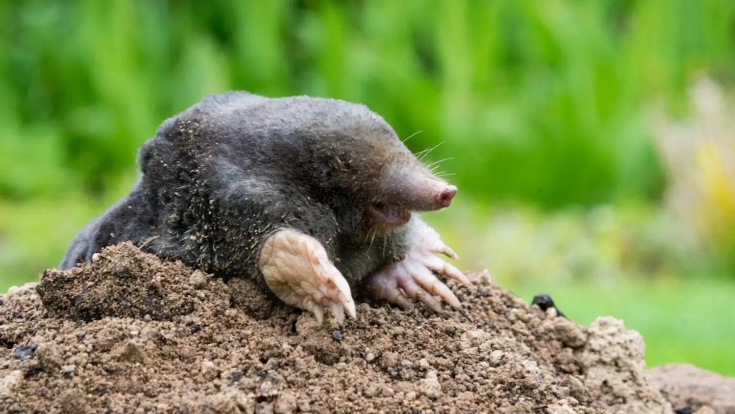 Top mole traps to eliminate garden pests quickly and humanely Top mole traps to eliminate garden pests quickly and humanely
