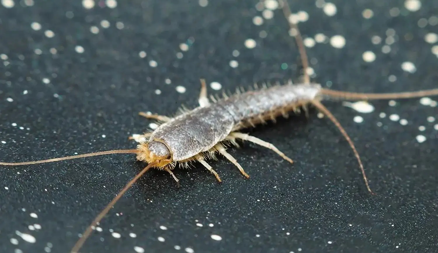 How to get rid of silverfish: Best traps and prevention tips