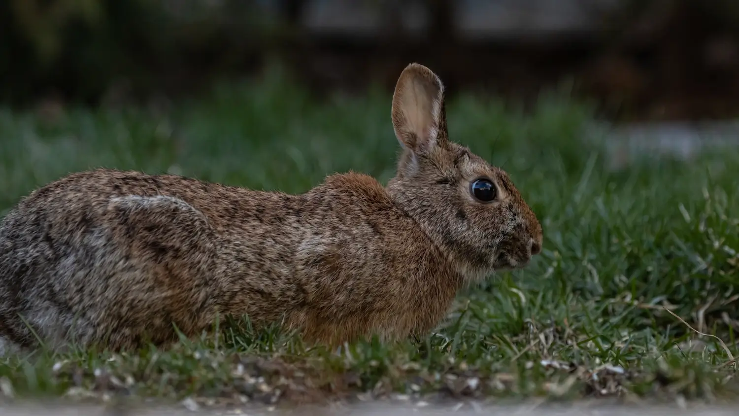 Best rabbit repellents for protecting your garden naturally Best rabbit repellents for protecting your garden naturally