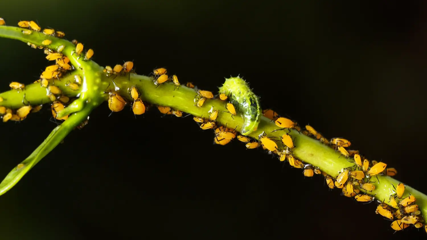 What is pyriproxyfen? Uses, safety, and insect control benefits
