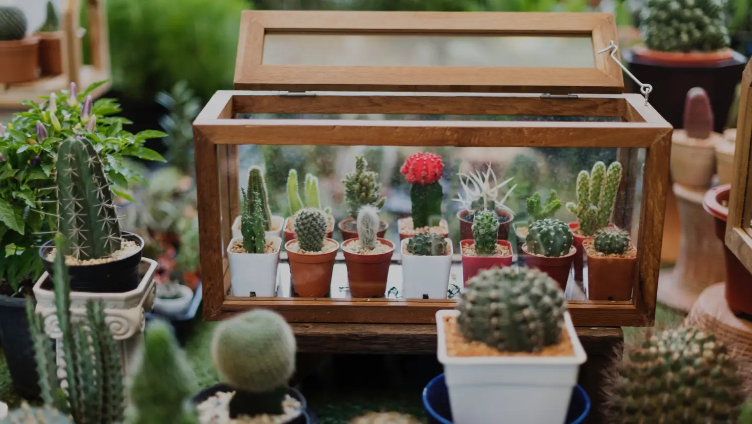 Best plants for terrariums: Low-maintenance beauties for tiny jungles