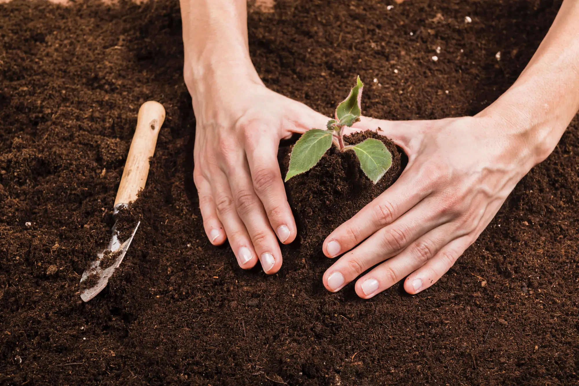 Soil Health & Fertilization