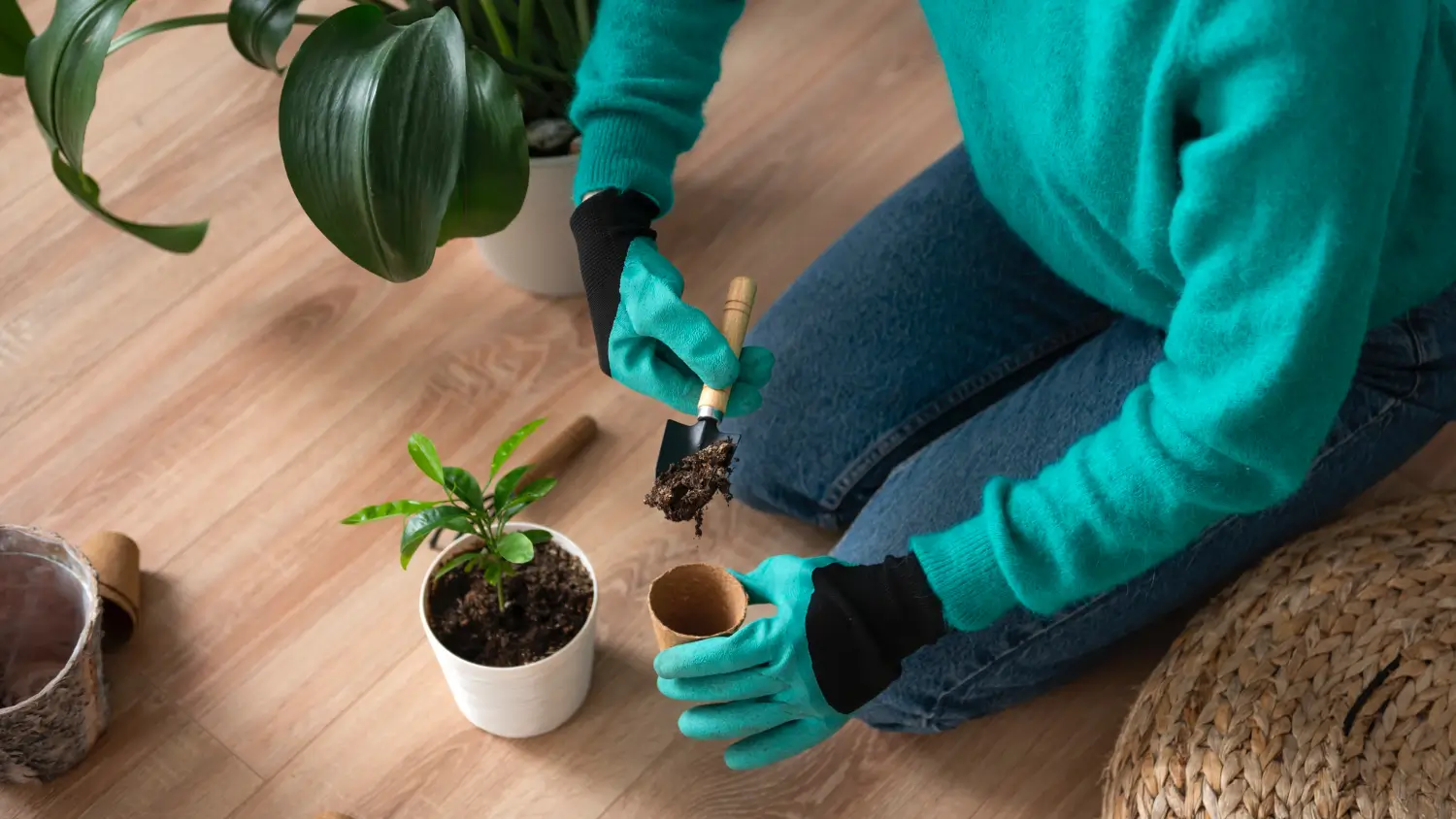 How to repot a plant without damaging the roots: A step-by-step guide for success