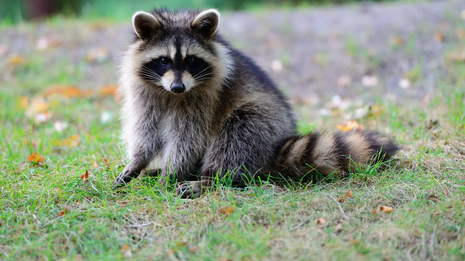 Best skunk repellents to protect your yard and home naturally Best skunk repellents to protect your yard and home naturally