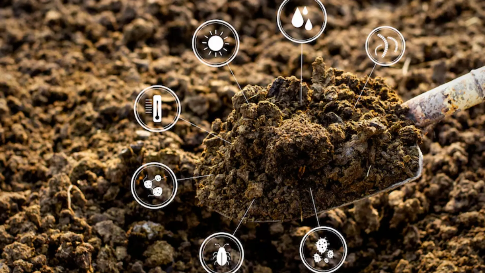 Boosting Soil and Crop Health