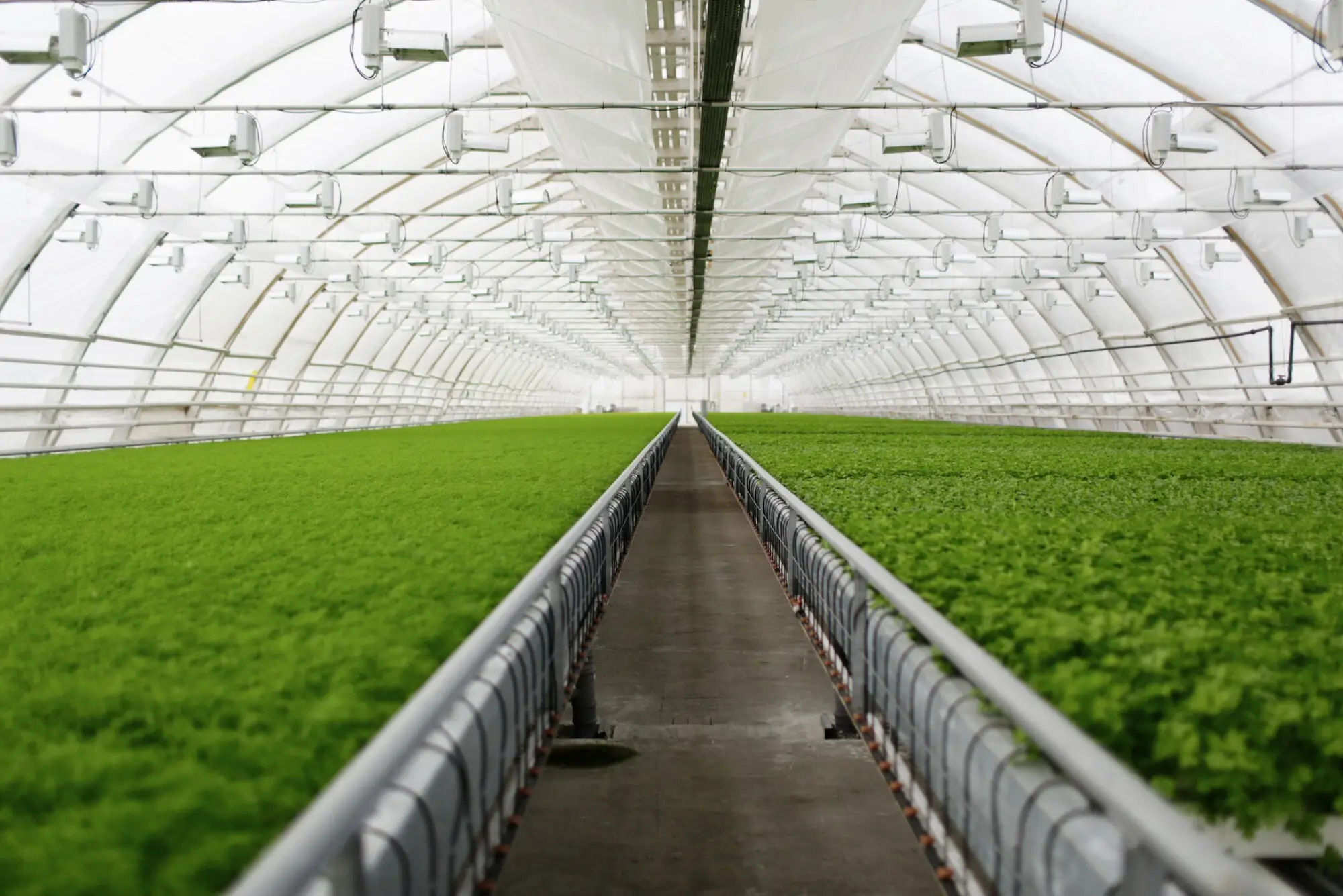Greenhouse Growing