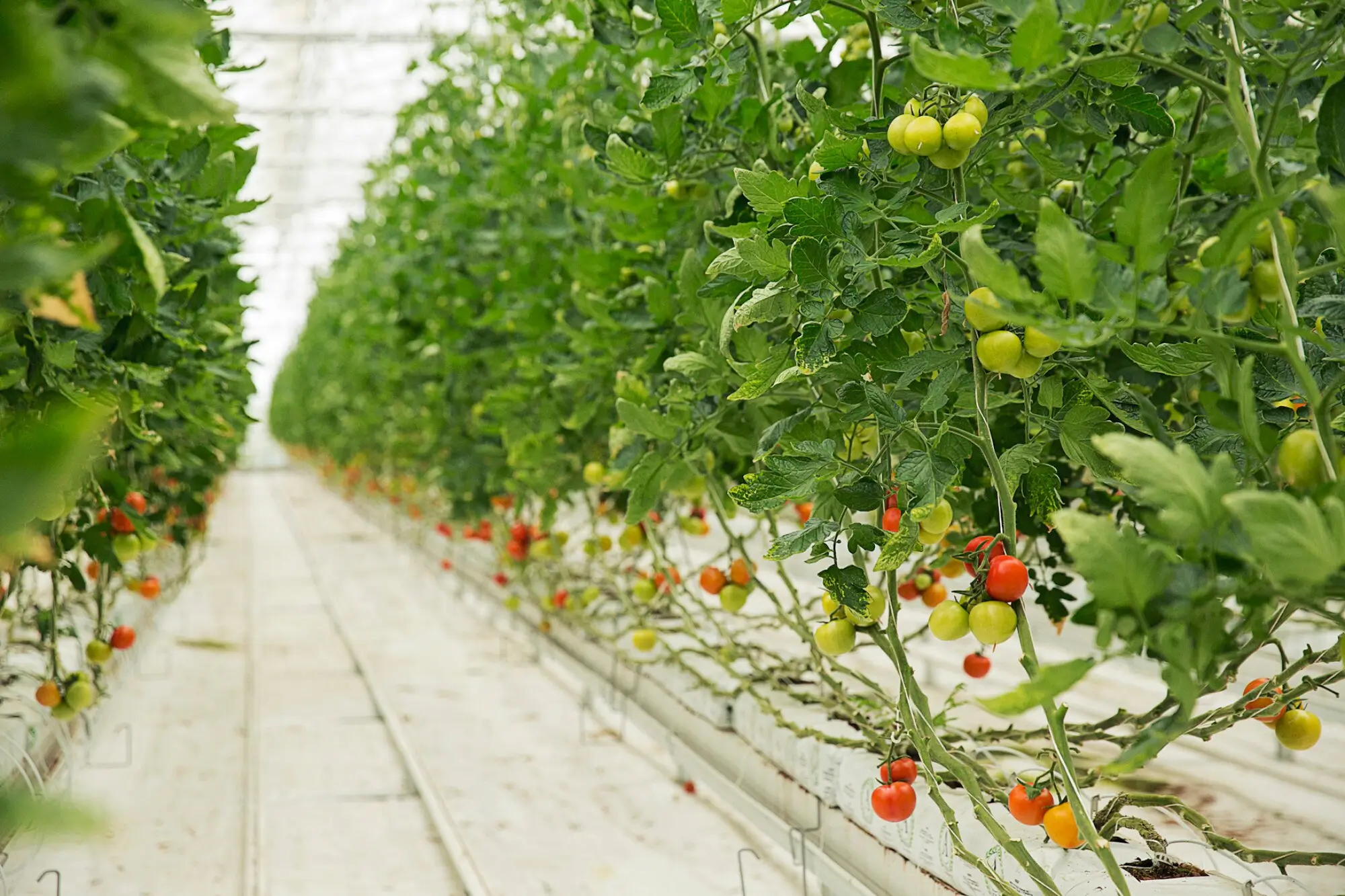 Vertical Farming