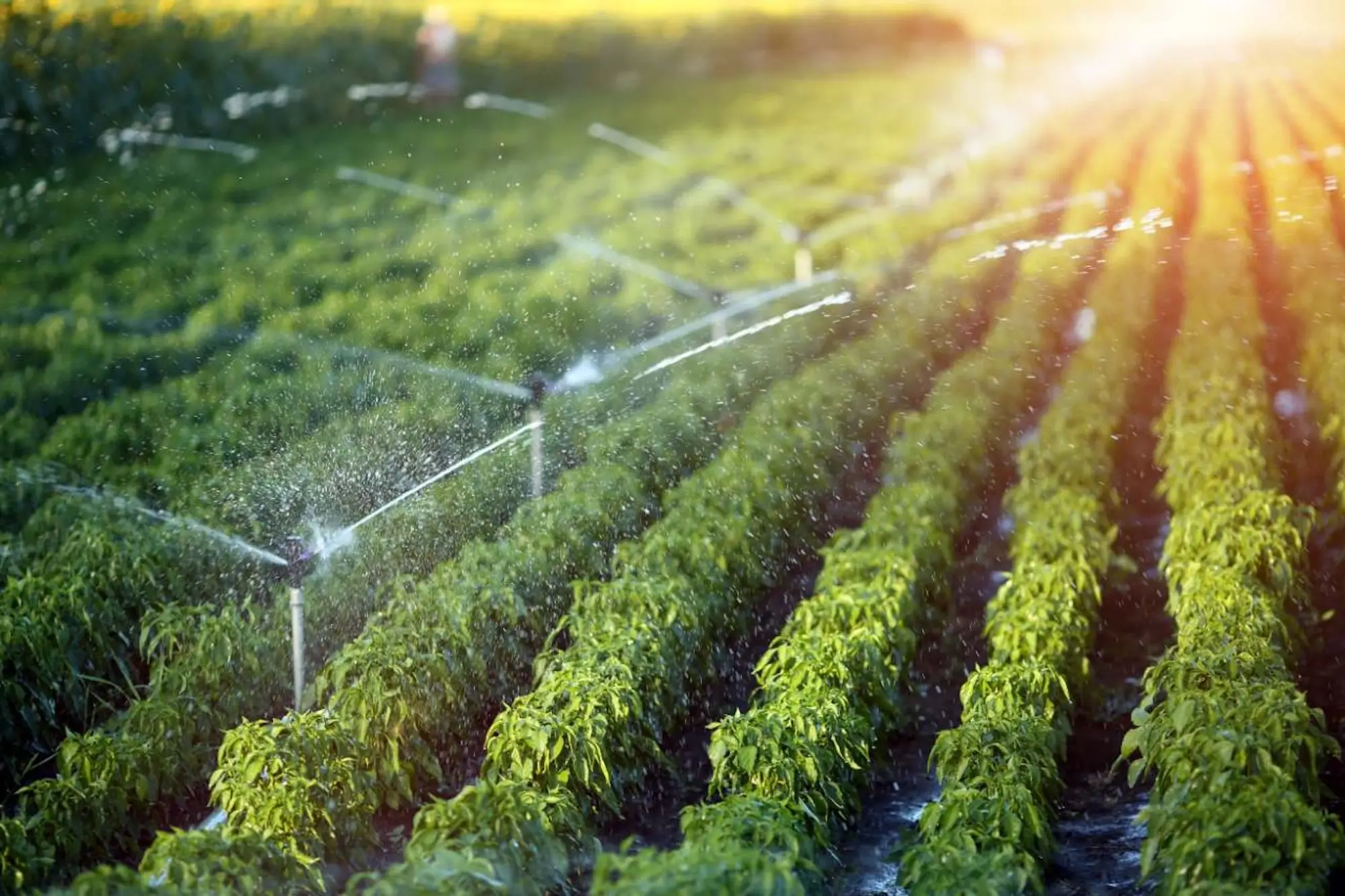 Irrigation