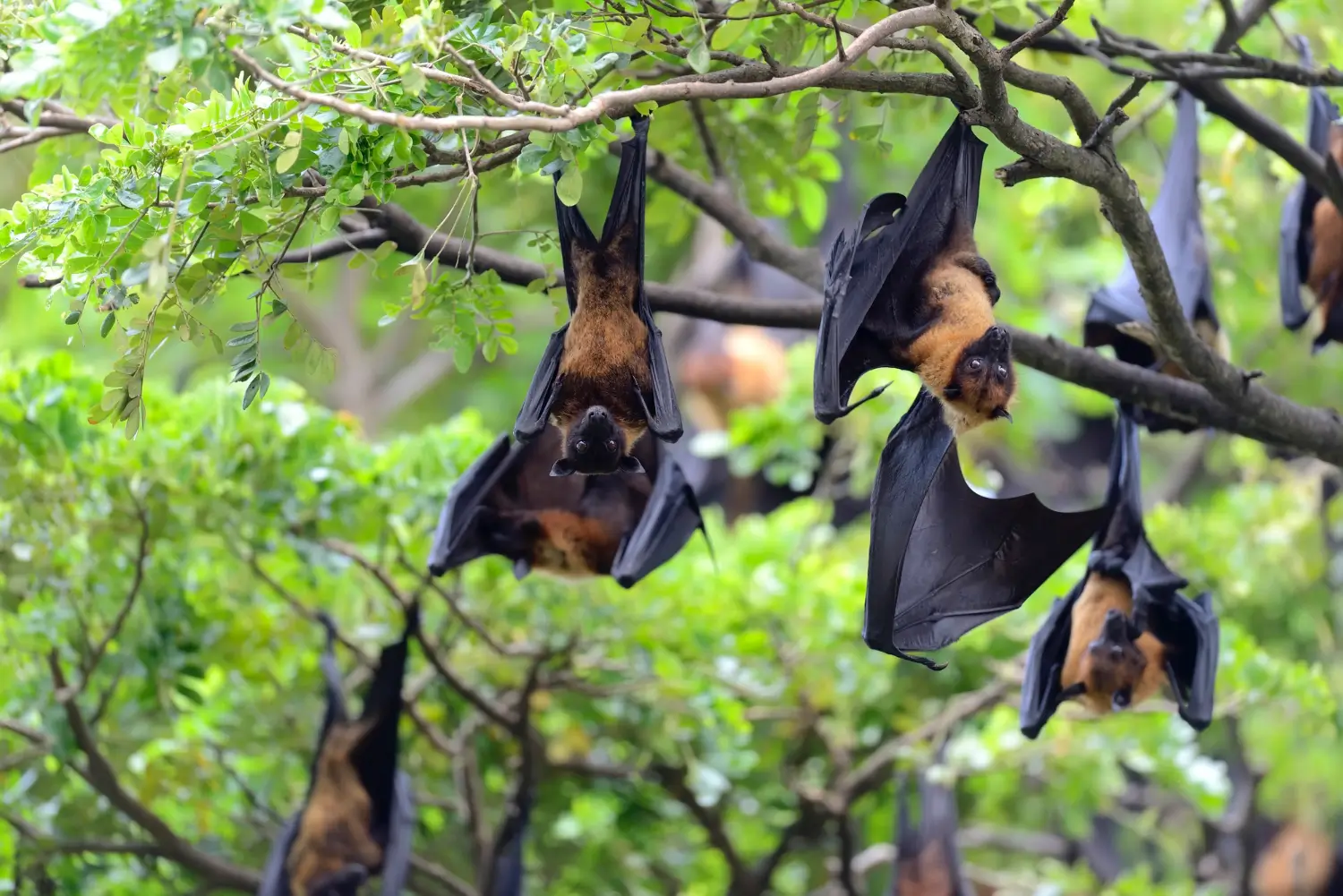 Best bat repellents for attics and porches: Safe ways to keep bats away