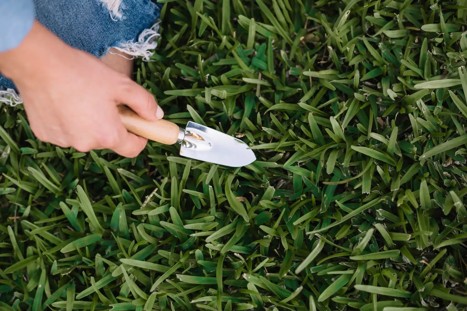 When to plant grass seed for a lush, healthy lawn year-round