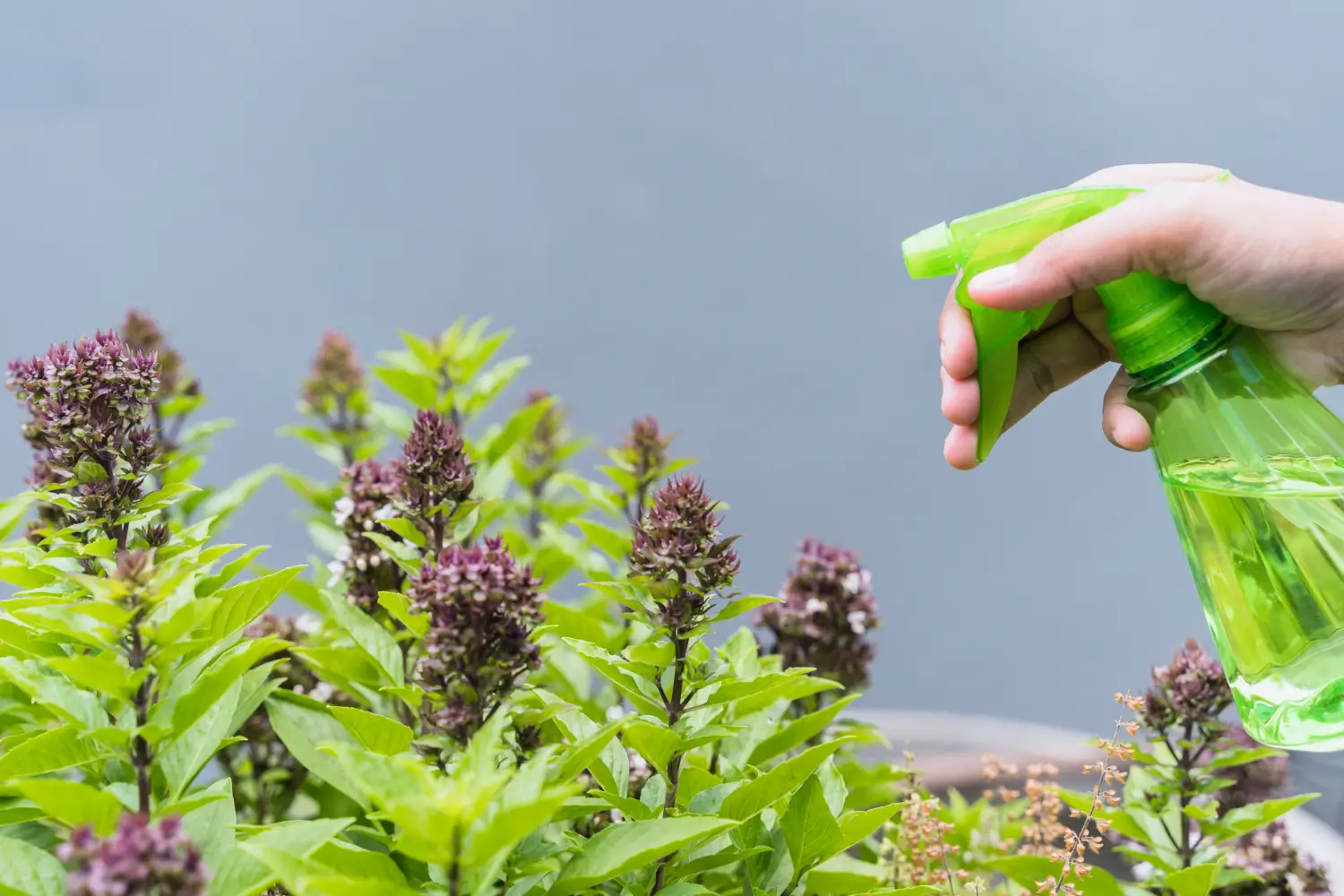 Imidacloprid explained: Uses, safety, and alternatives for pest control