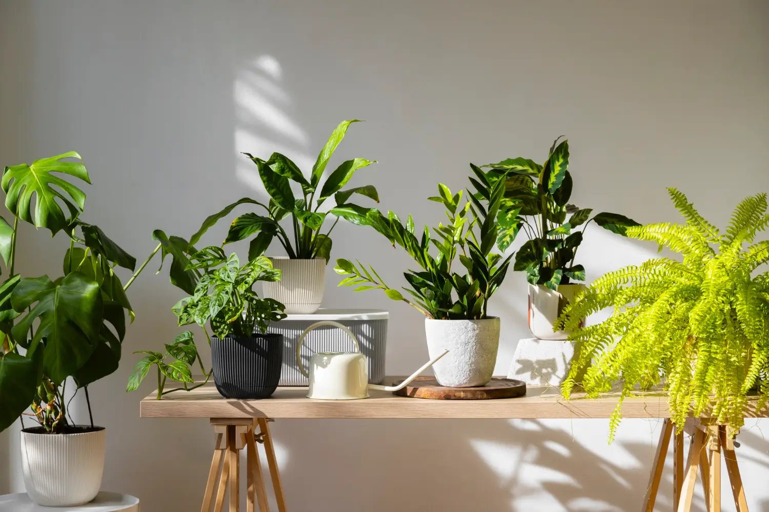 Low light indoor plants that thrive: Greenery for darker spaces