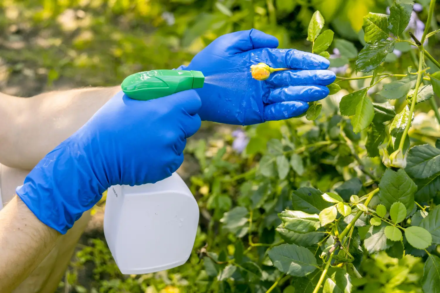 Pyrethrin insecticides explained: Safe use and garden pest control tips