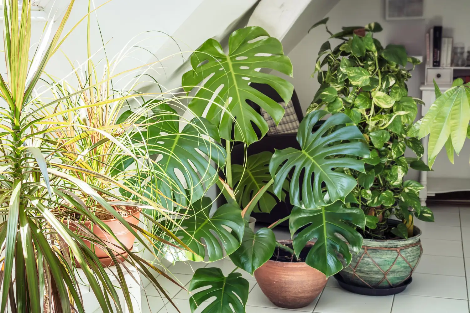 Best stunning large indoor plants to make a bold statement at home