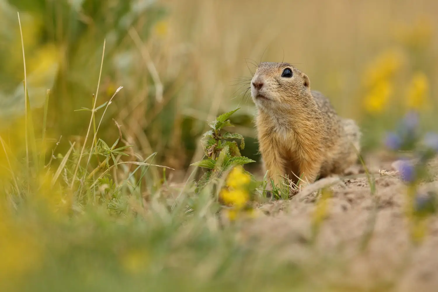 How to trap voles quickly: The best humane and effective options