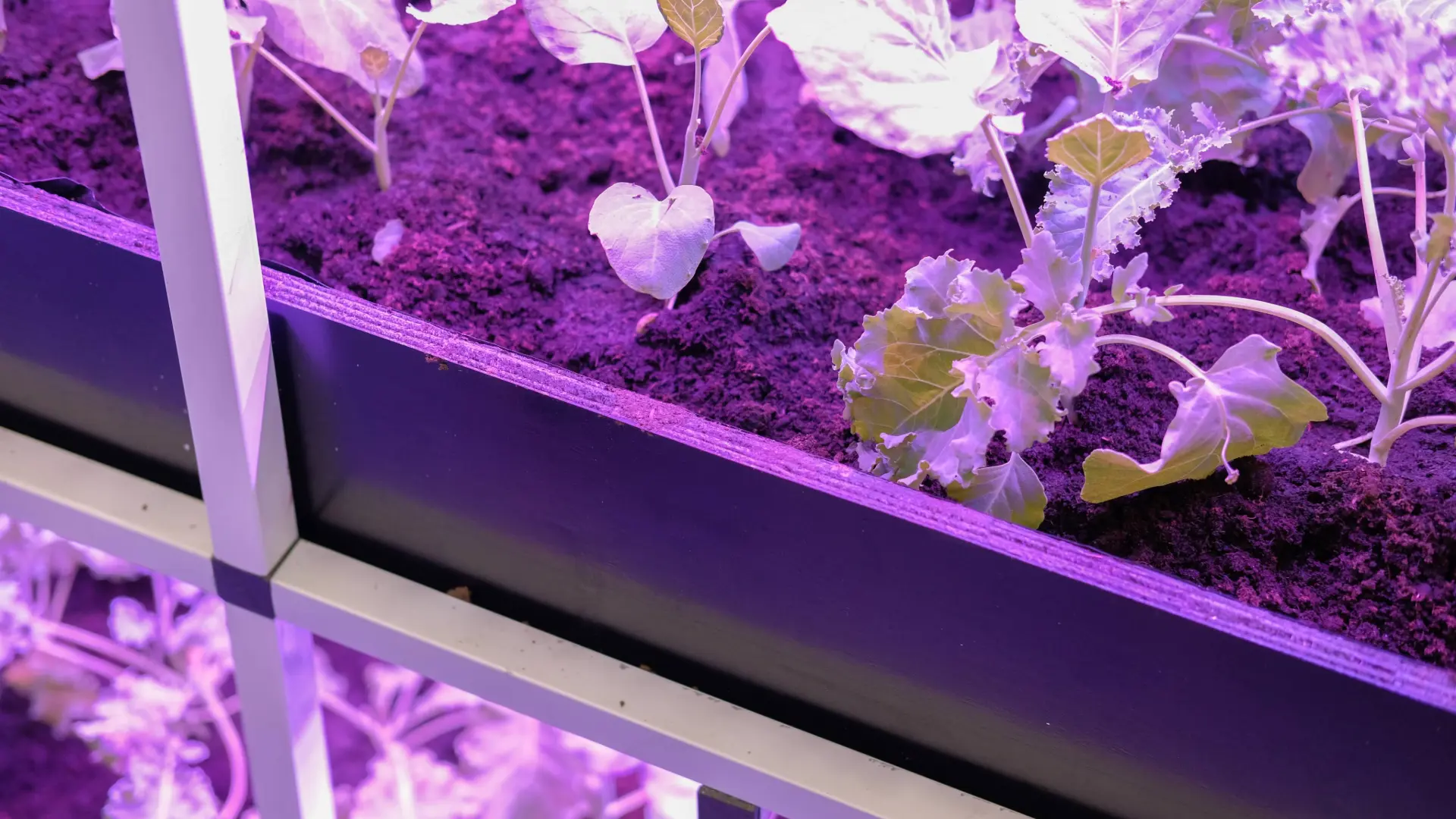 Advanced Grow Lights and Innovative Lighting Systems Advanced Grow Lights and Innovative Lighting Systems