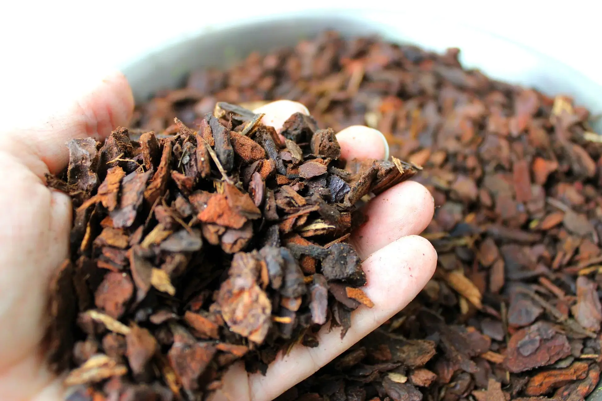 Orchid bark explained: Why it is essential for healthy plant roots Orchid bark explained: Why it is essential for healthy plant roots