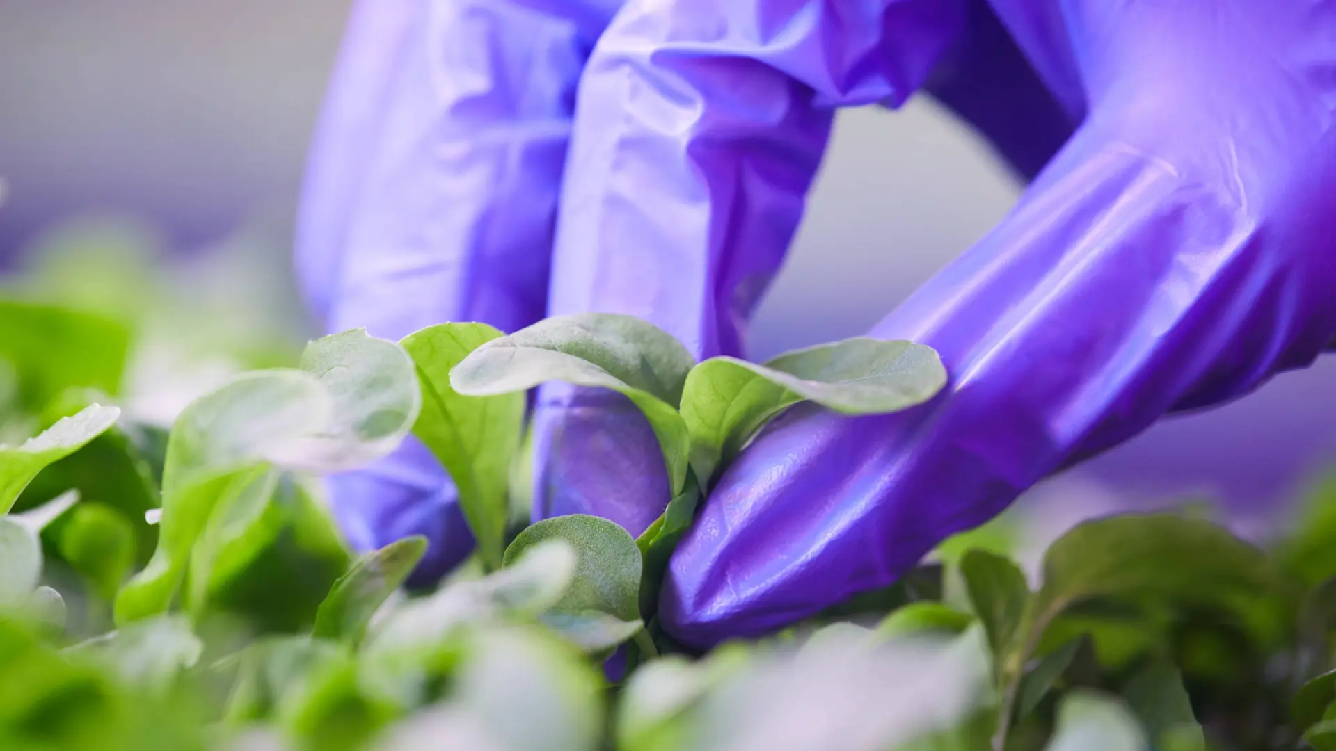 Organic Growing Solutions
