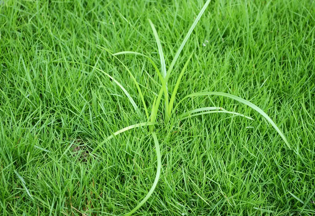 How to get rid of nutsedge naturally: Proven methods for lawn and garden
