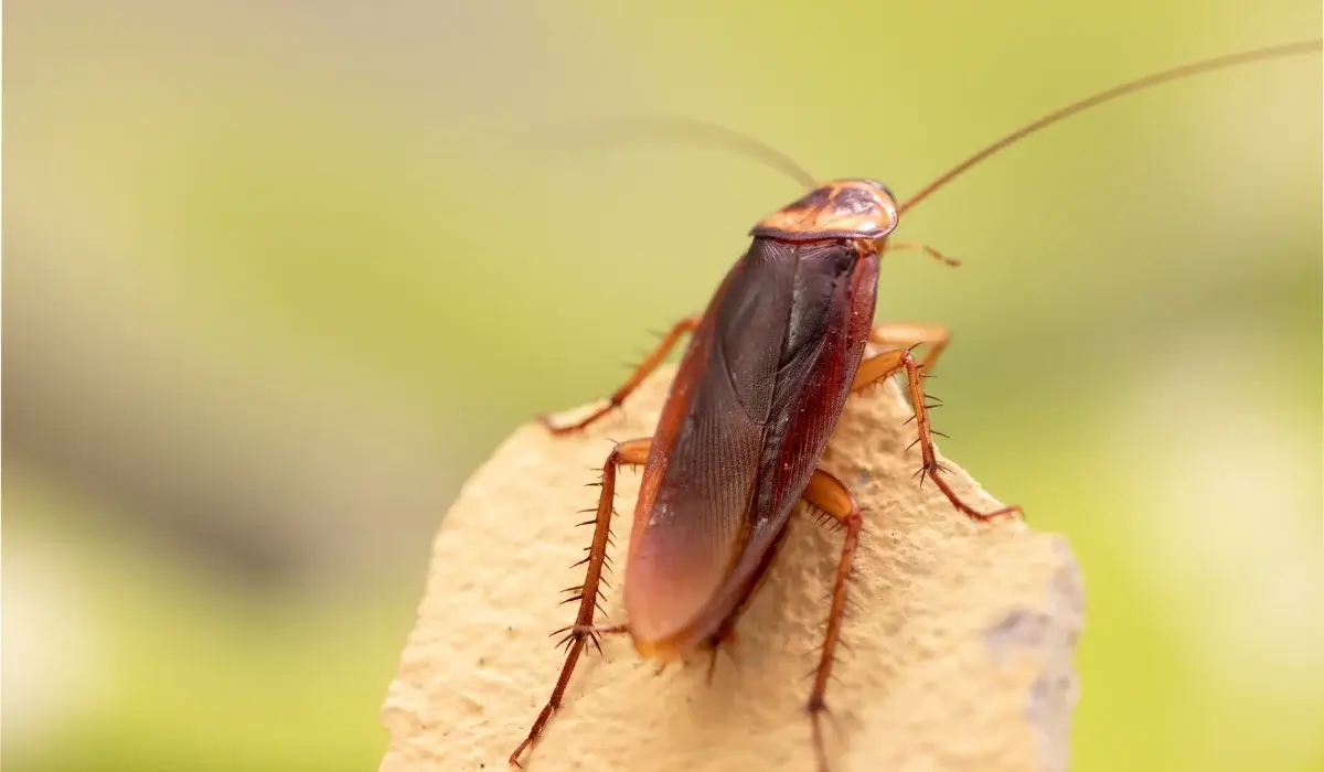 Wood roaches in your home: How to get rid of them naturally and safely