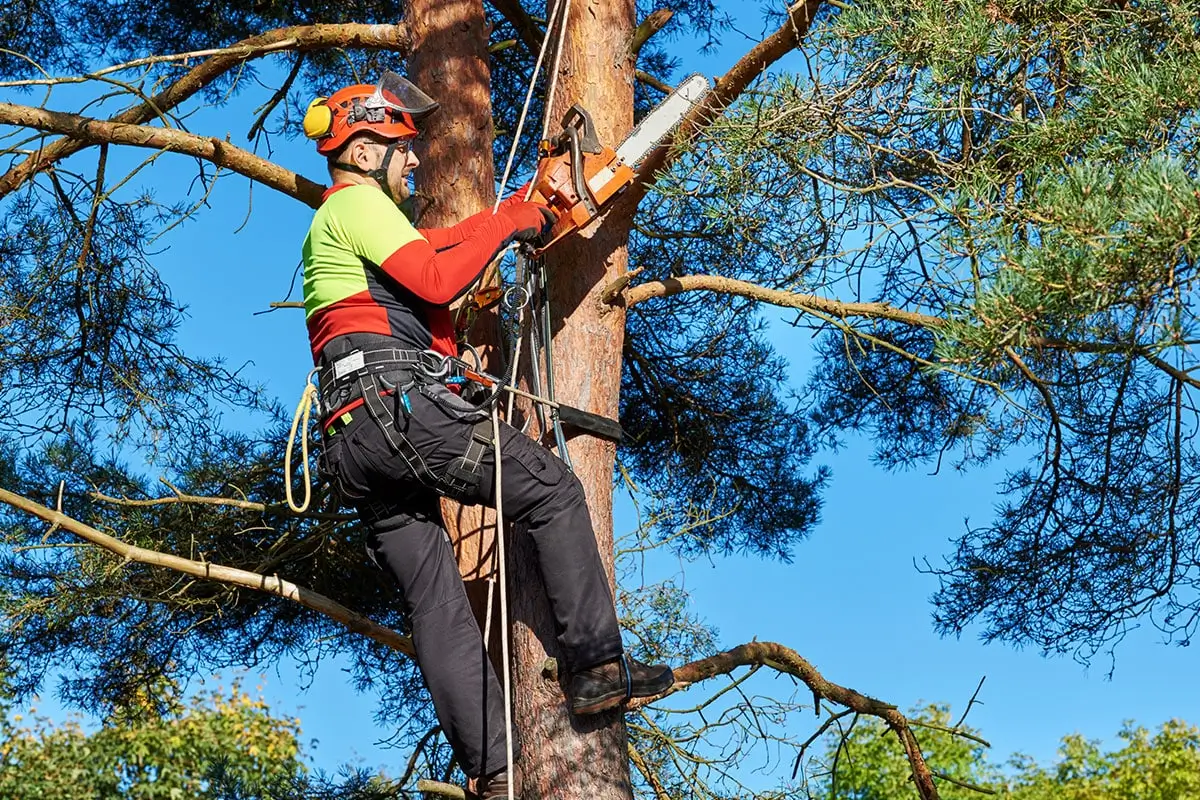 Why you might need an arborist and what they really do