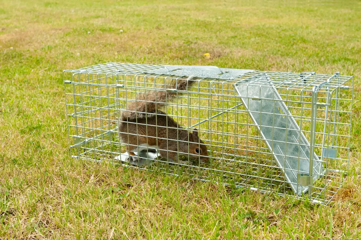 Humane squirrel traps that actually work: Catch and release with confidence