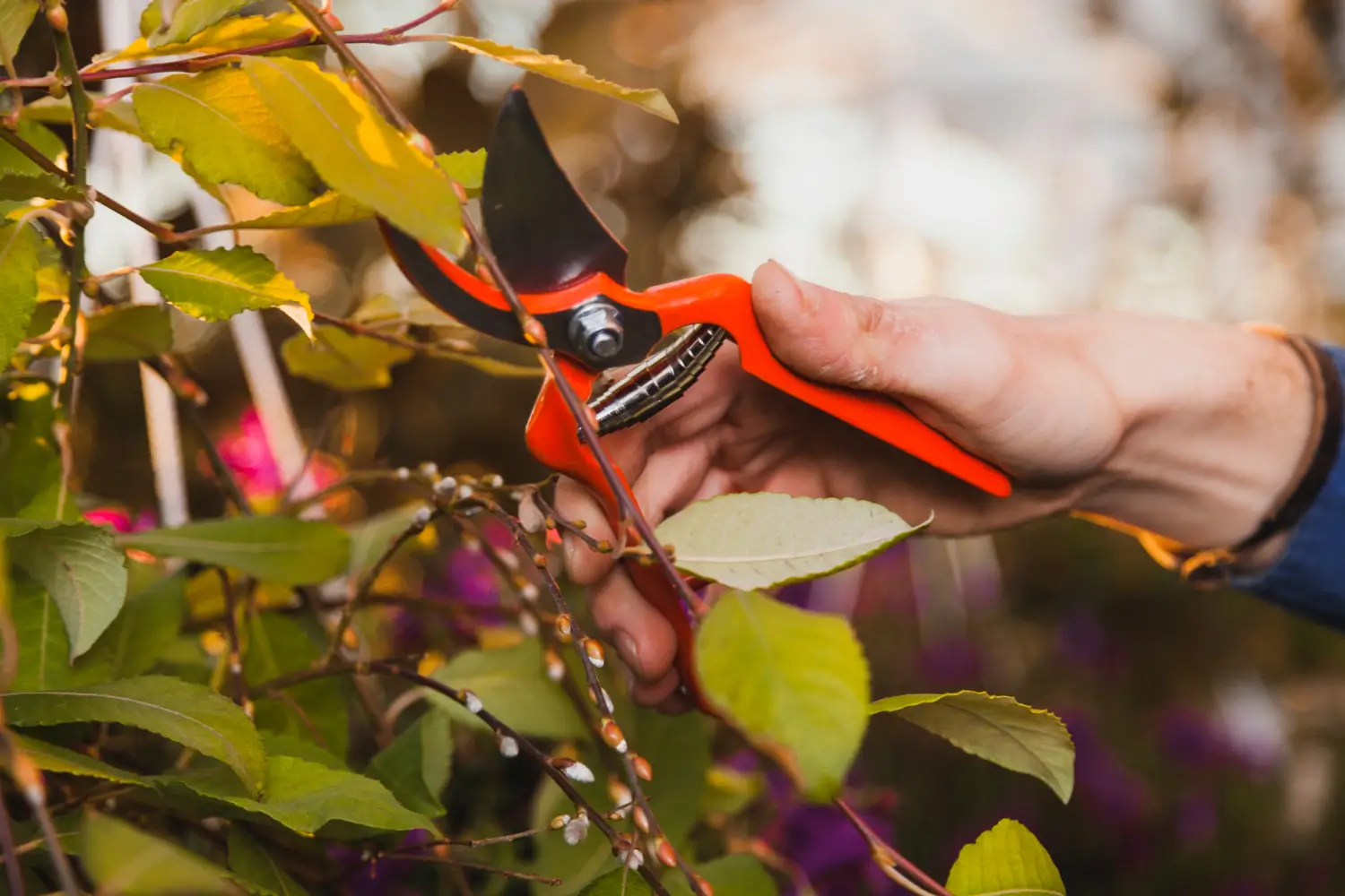 Choosing the best loppers for effortless pruning: A gardeners guide