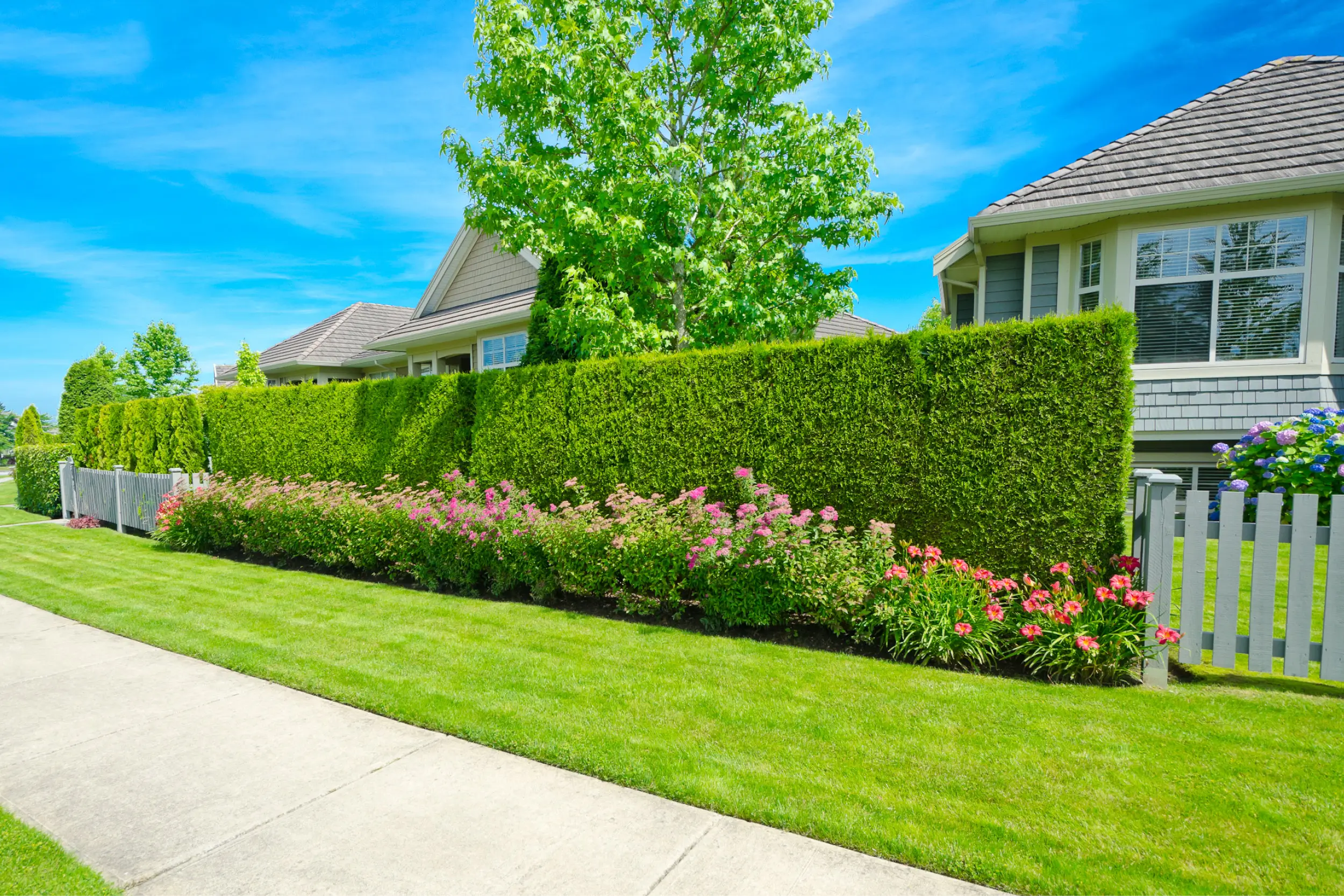 Best privacy bushes for a natural backyard fence: Low-maintenance choices that thrive Best privacy bushes for a natural backyard fence: Low-maintenance choices that thrive