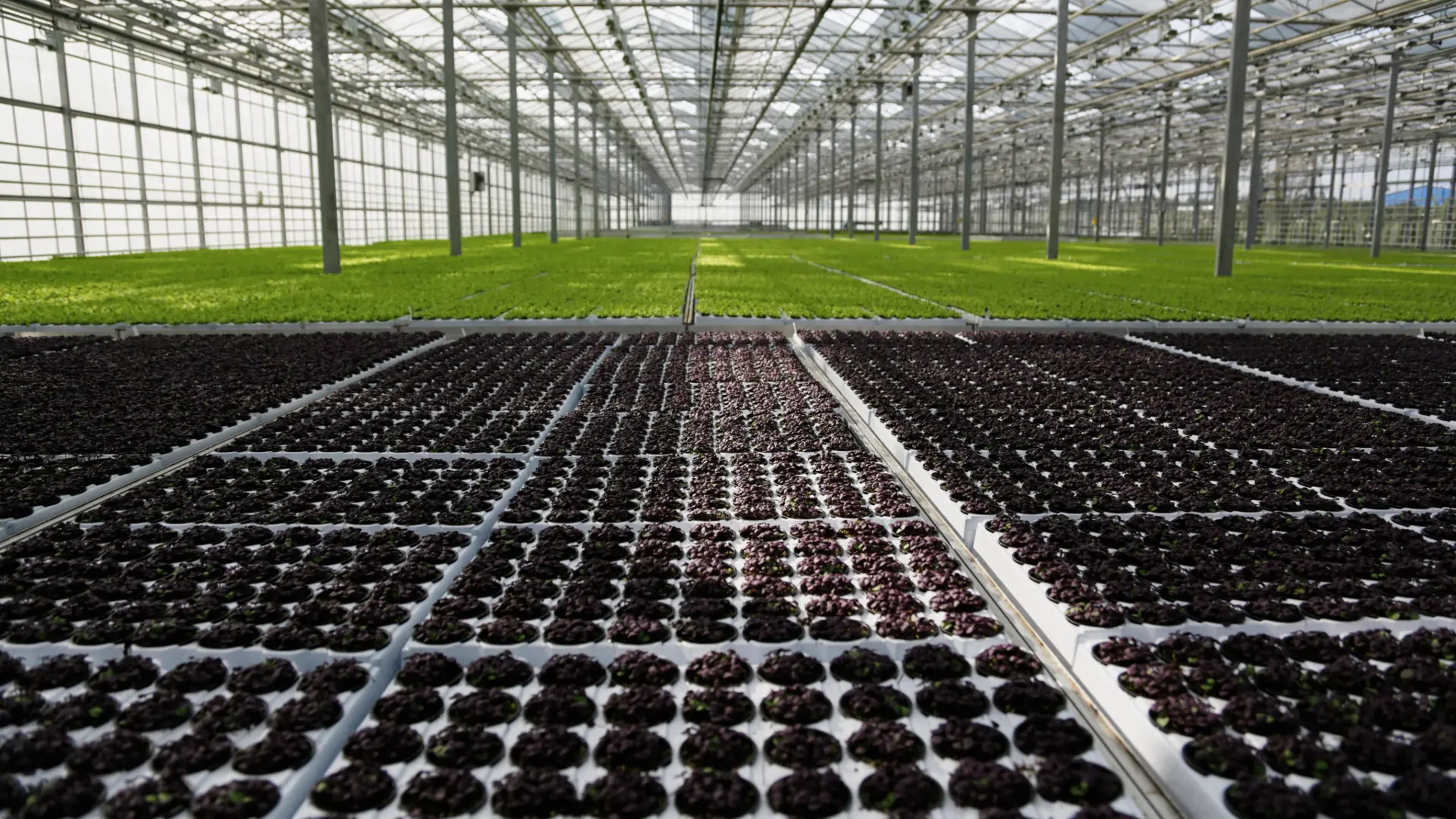 Greenhouse Airflow Solutions