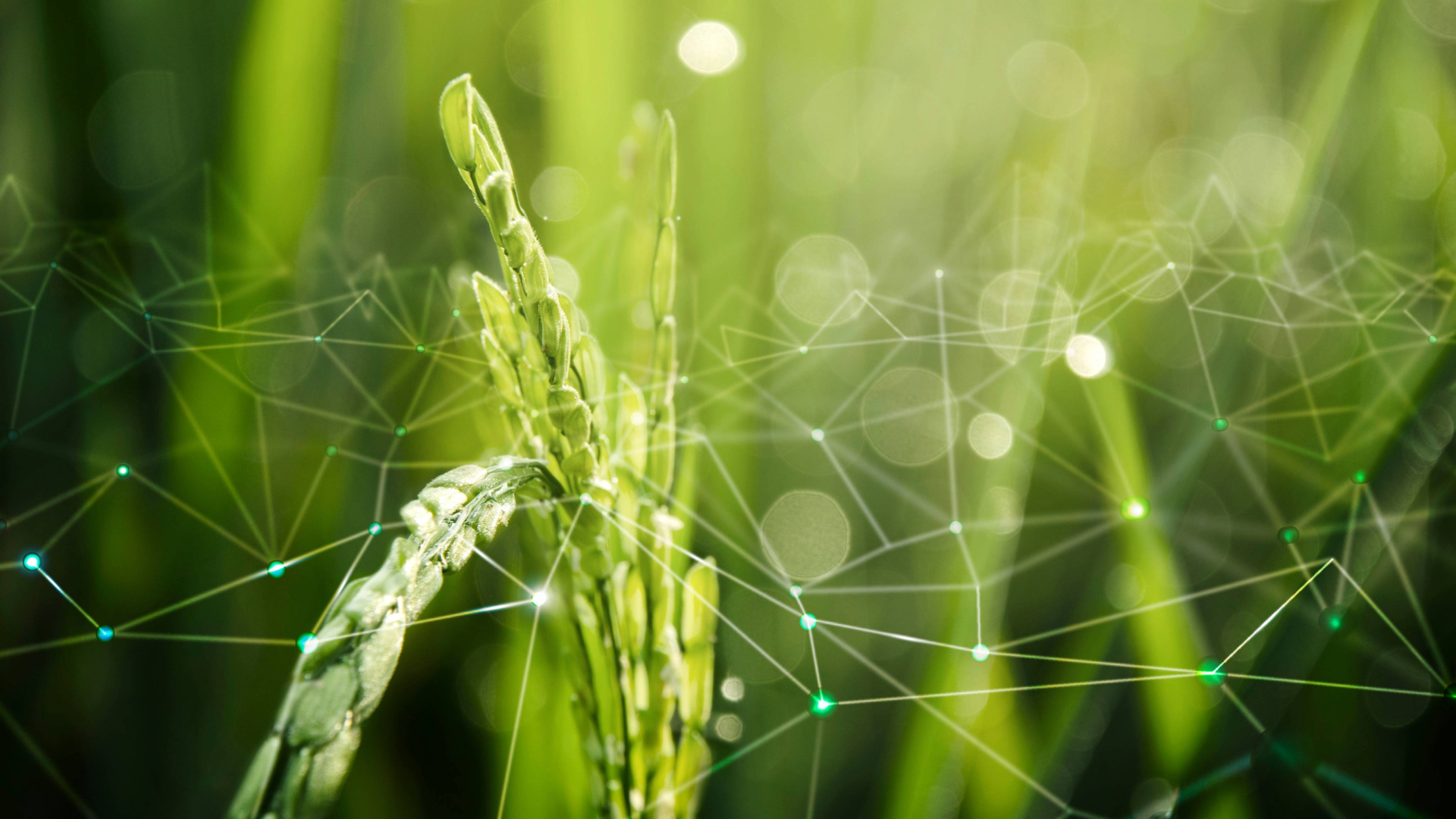 Nano Solutions and Agricultural Innovation
