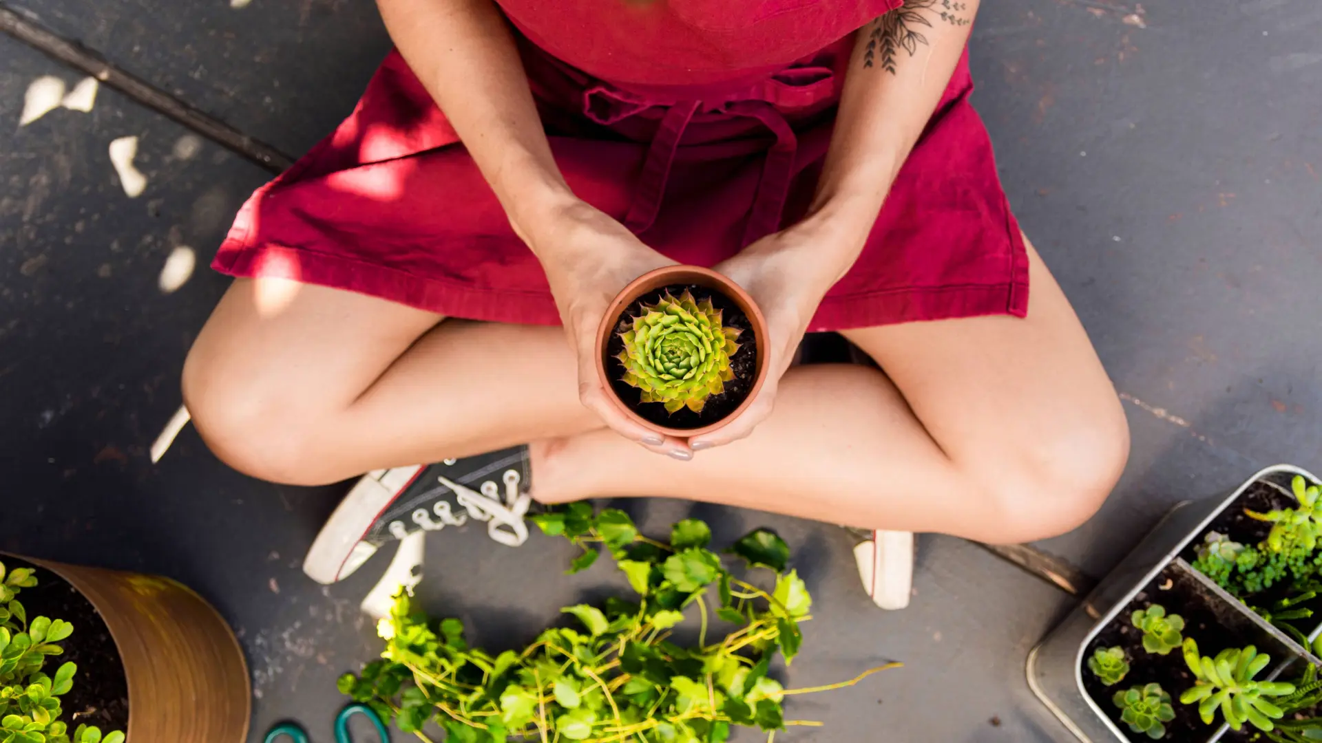 Organic Gardening and Sustainable Solutions for Healthy Gardens