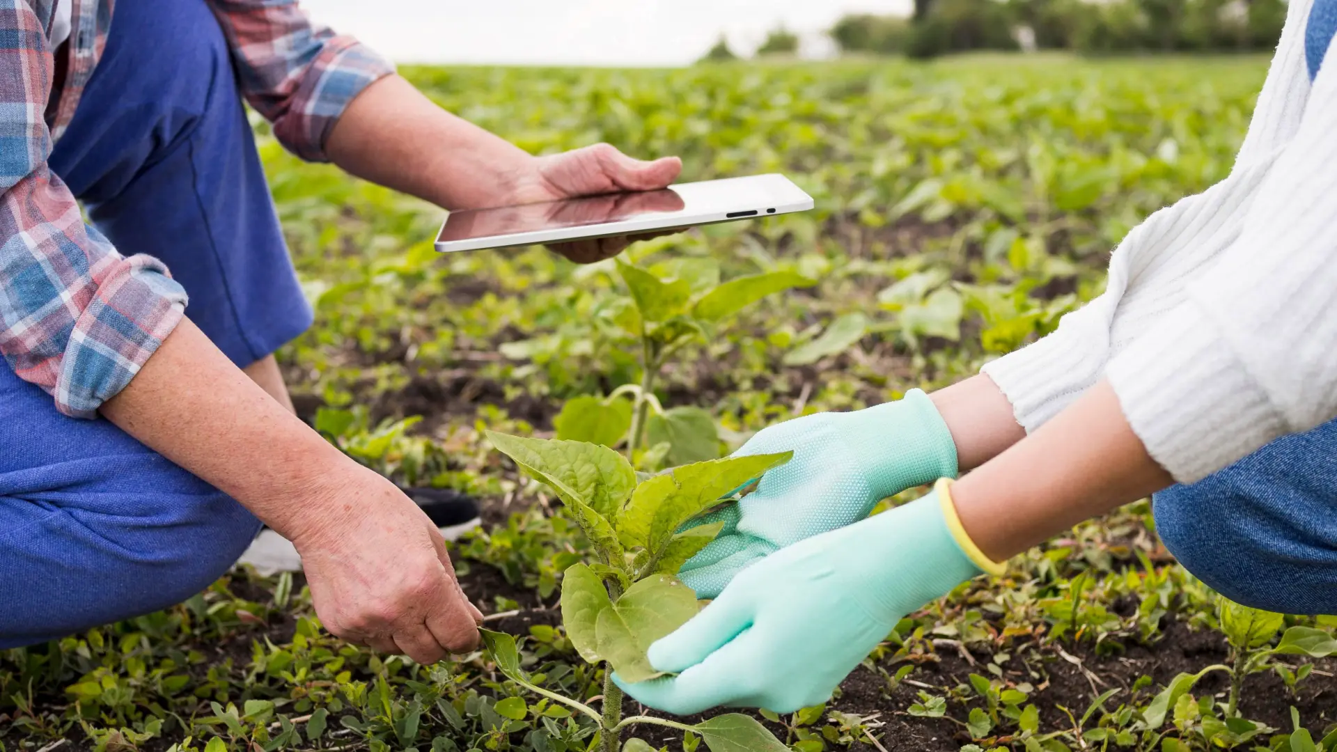 Smart Cultivation Solutions for Modern Growers