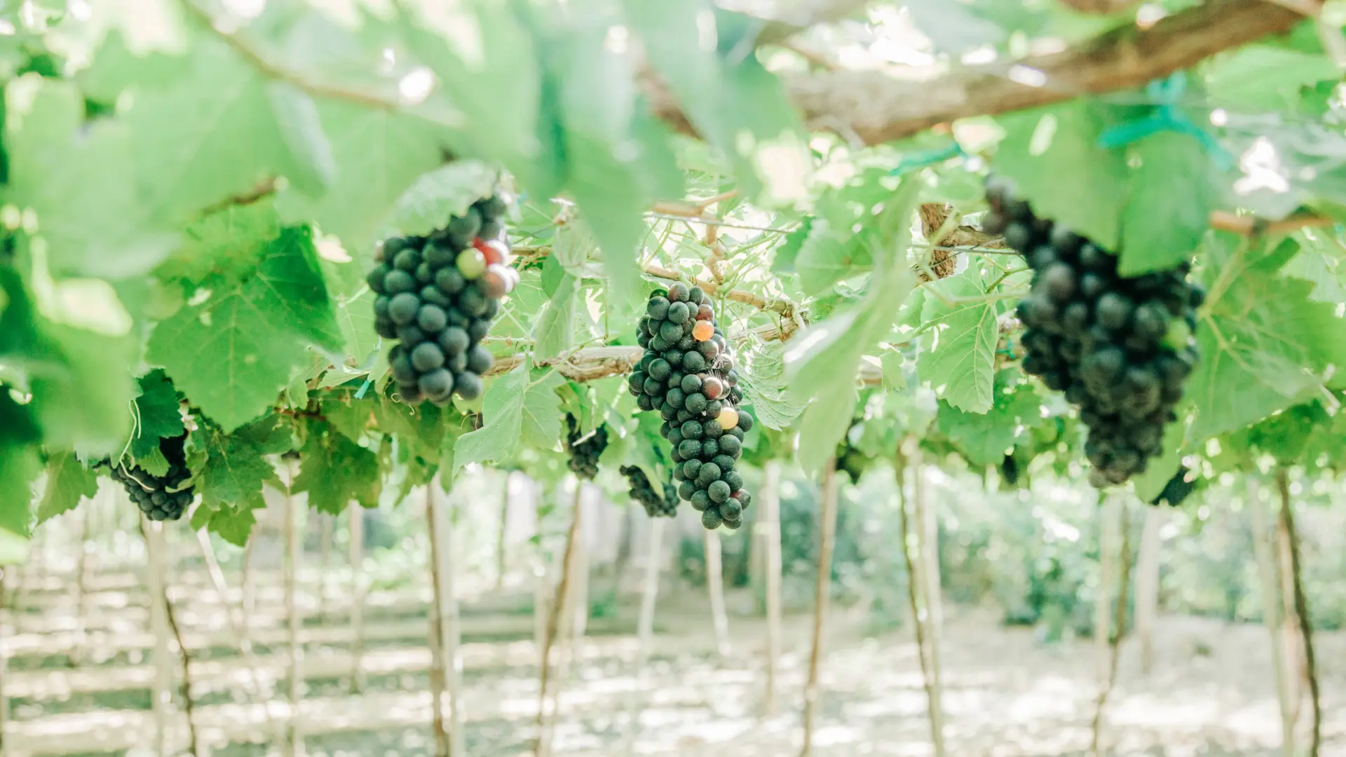 Vineyard Production with Innovative Tools and Environmental Control